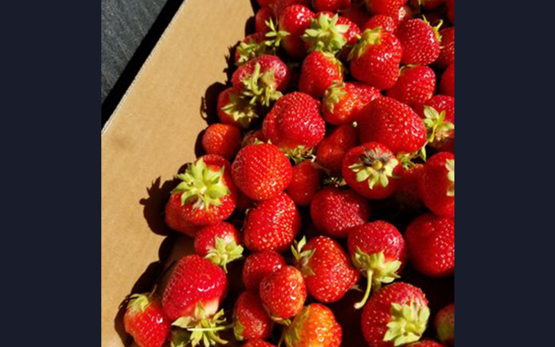 wyatts-strawberries